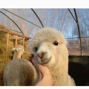 Meet your Posher, 다영